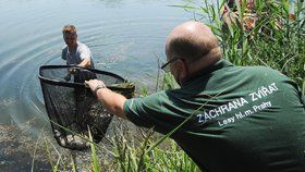 Do záchranné stanice putovala mláďata labutě, která ve vodní nádrži Říčanka uhynula.