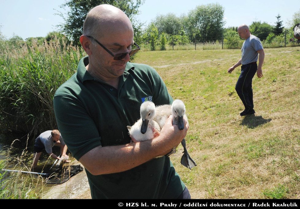 Do záchranné stanice putovala mláďata labutě, která ve vodní nádrži Říčanka uhynula.