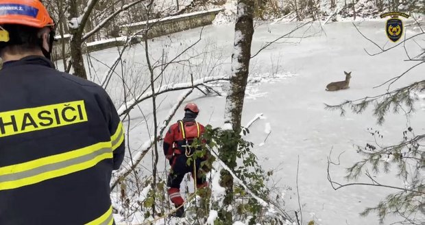Srnčí mládě uvízlo v ledu na rybníku v brněnských Jehnicích. Jeden z hasičů se pro něj vydal, aby ho zachránil. Zvíře se vyvázlo bez zdravotní újmy.