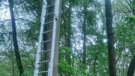 Ornitolog při kroužkování mláďat datla zůstal viset na stromě: Na pomoc mu vyrazili hasiči