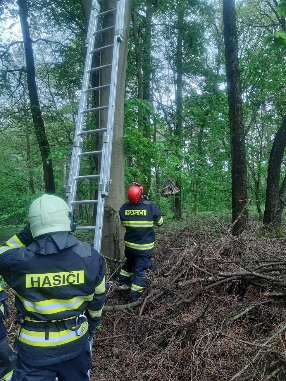 Ornitolog při kroužkování mláďat datla zůstal viset na stromě: Na pomoc mu vyrazili hasiči