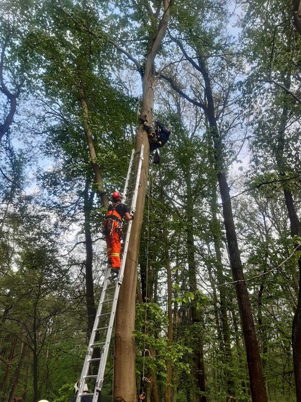 Ornitolog při kroužkování mláďat datla zůstal viset na stromě: Na pomoc mu vyrazili hasiči