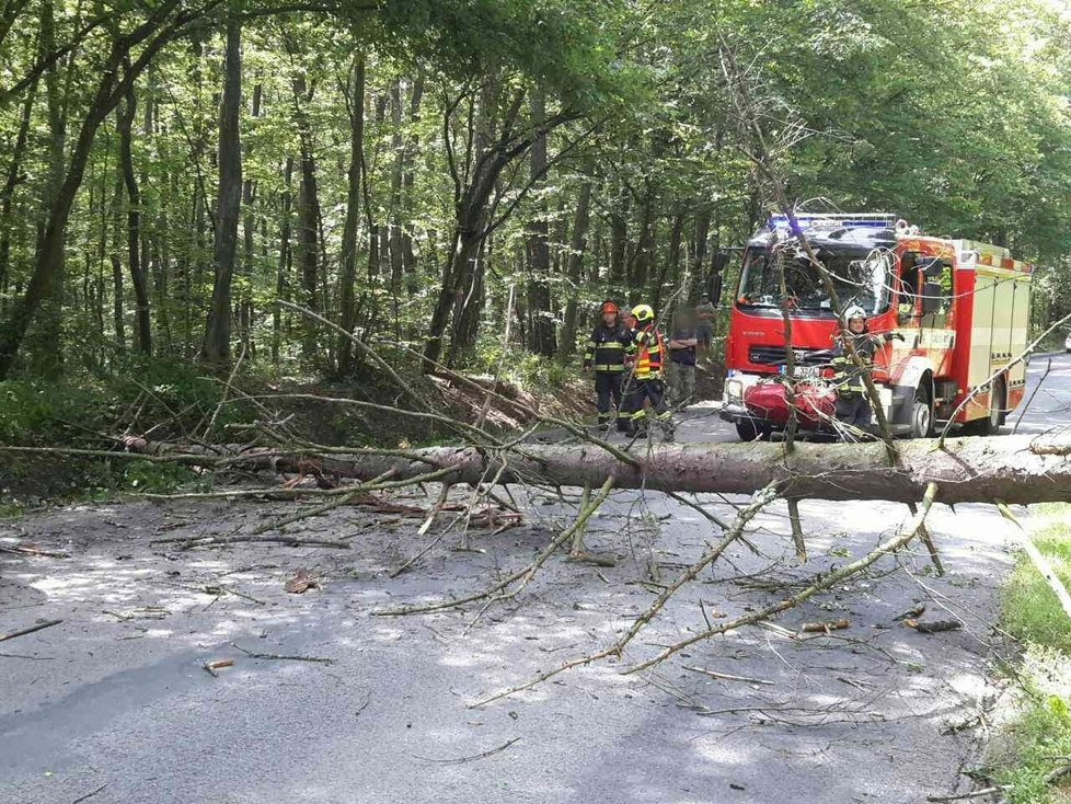 Štěstí v neštěstí měla v pondělí před polednem posádka kabrioletu v Brně. Padající strom nikoho nezranil.