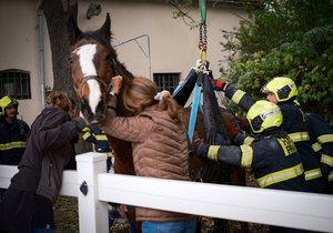 Pražští hasiči pomohli zraněnému koni ve Vinoři na vlastní nohy. Pomohla jim technika a speciální popruhy. (8. listopad 2023)