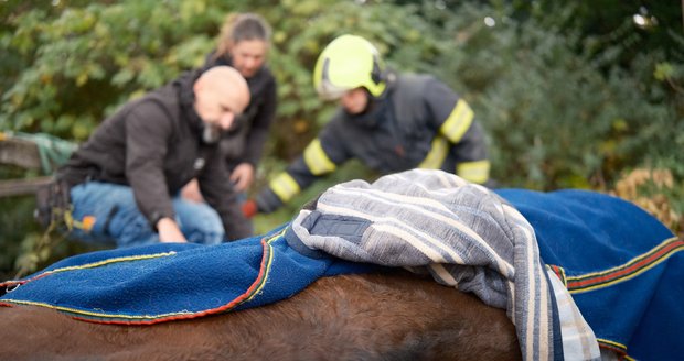Pražští hasiči pomohli zraněnému koni ve Vinoři na vlastní nohy. Pomohla jim technika a speciální popruhy. (8. listopad 2023)