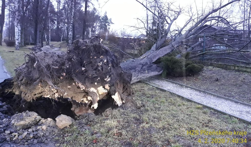 Ve Svéradicích vyvrátil vítr i statný strom.