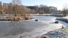 Hasiči v Sokolově zachraňovali chlapce ze zamrzlého rybníčku.