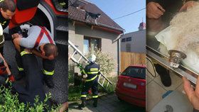 Kuriózní zásahy hasičů z roku 2016: Kachňata v kanále, jazyk přimrzlý k zábradlí nebo pes na střeše