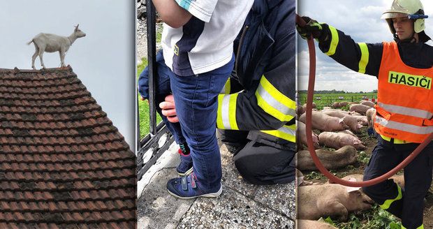 Zaseknuté děti, koza na střeše a čáp v komíně: I to je hasičský rok 2015