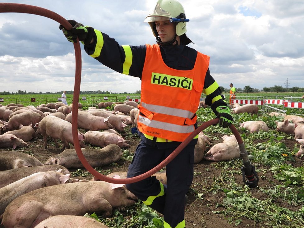 Kuriózní zásahy hasičů: Vepři na útěku