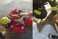 Záchranná akce na Labi: V ledu zamrzly dvě srnky, hasiči nasadili veškeré síly