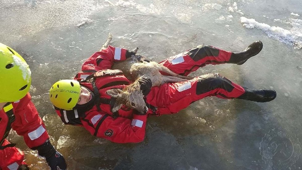 V ledu zamrzli dvě srnky. Hasiči měli plné ruce práce