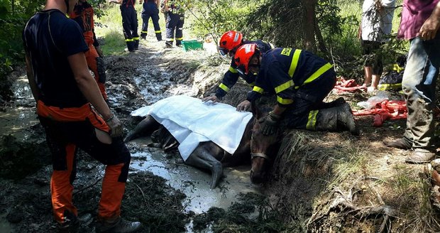 Hasiči u Újezdu u Rosic zachraňovali koně, který uvízl v bažinaté jámě.