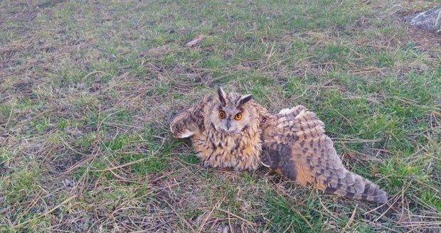 Mládě kalouse ušatého srazilo u Nového jičína auto. Zraněného na zemi ho našel hasič a předal do záchranné stanice.