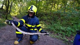 Hasiči vylovili z potoka u Klimkovic krajtu.