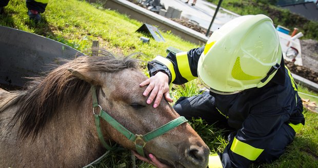 Hasiči na severu Moravy zachraňovali koně, který spadl do jímky, a zatoulaného papouška.