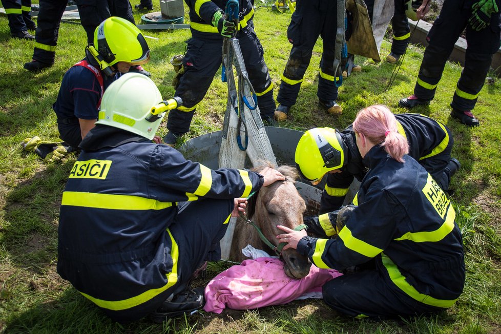 Hasiči na severu Moravy zachraňovali koně, který spadl do jímky, a zatoulaného papouška.