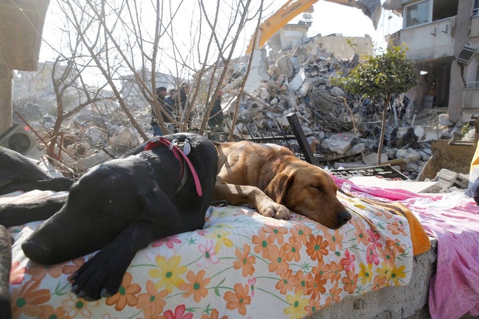 Záchranářští psi při chvíli odpočinku. Hatay, Turecko (14. 2. 2023).