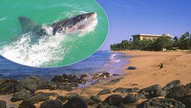 Muž (†65) nepřežil útok žraloka na Havaji. Predátor mu utrhl nohu, snaze o záchranu přihlížela manželka.