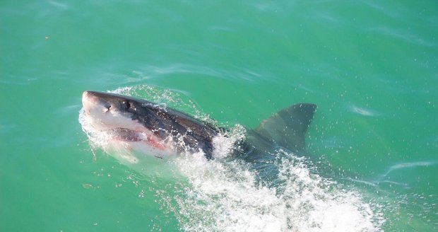 U chorvatského letoviska se objevil žralok: Zřejmě tam hledal potravu