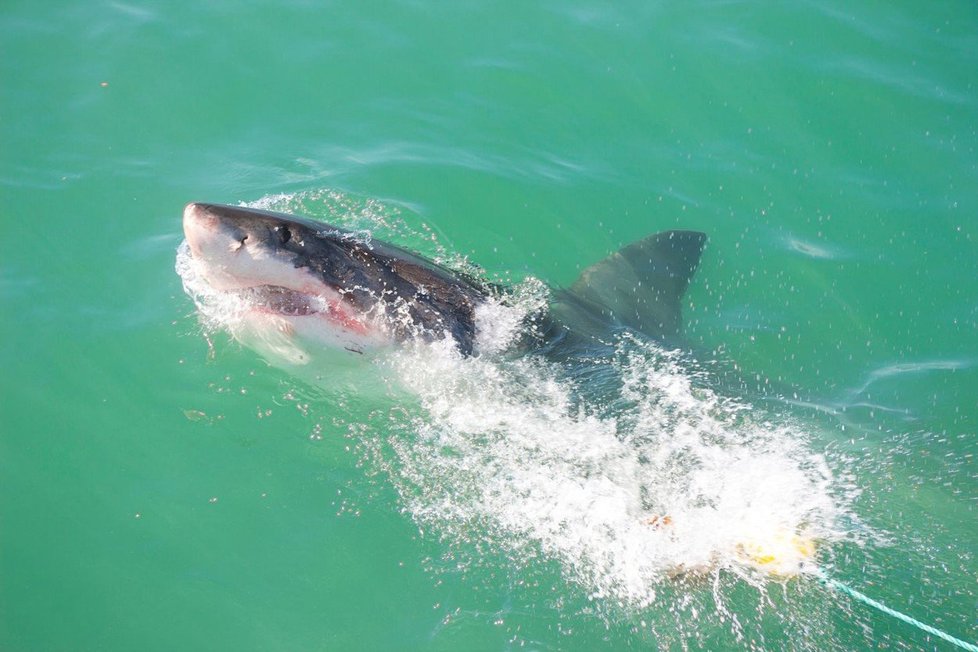 Útok žraloka, (ilustrační foto).