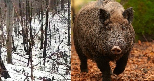 Havířovskou Dolní Datyní se prohnalo stádo až 20 divočáků.