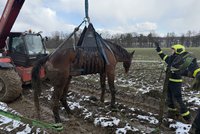 Těžký zásah hasičů v Havířově: Kobyla uvázla v bahnité pasti! Ke stáji se „prolétla“