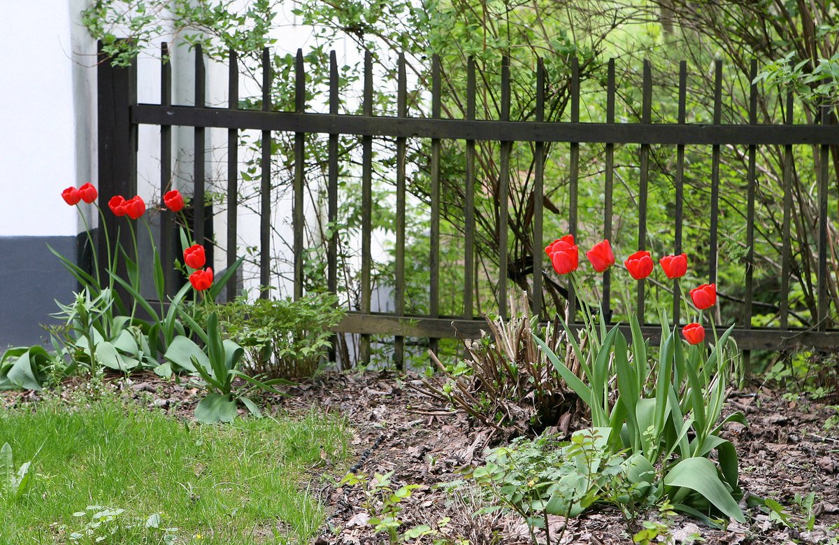 Červené tulipány rozjasňovaly zahradu.