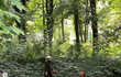 Herečka Dagmar Havlová objímá stromy v lese.