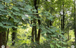 Herečka Dagmar Havlová objímá stromy v lese. 