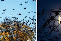 Unikát v Brně: Havrani budou mít ochranku! Přiletí jich až 15 tisíc