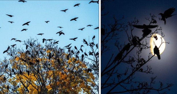 Lesy nad brněnskou Riviérou si oblíbili havrani. Každoročně jich tam nocuje osm až patnáct tisíc.