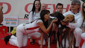Heidi Janků vzala pod patronaci trojici plnokrevných greyhoundů ze tří irských chovatelských stanic. Jednou by si chrta ráda pořídila.