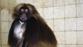 Trucující Heiko zůstává v kleci ve veterinárním objektu zoo