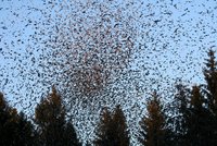 Hrozba z Běloruska vyděsila Polsko. Vzlétly vrtulníky, „vetřelec“ na radaru měl peří