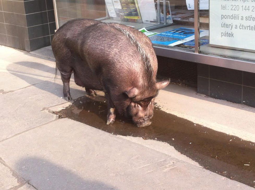 Hektor si pochutná i na vodě z kaluže.