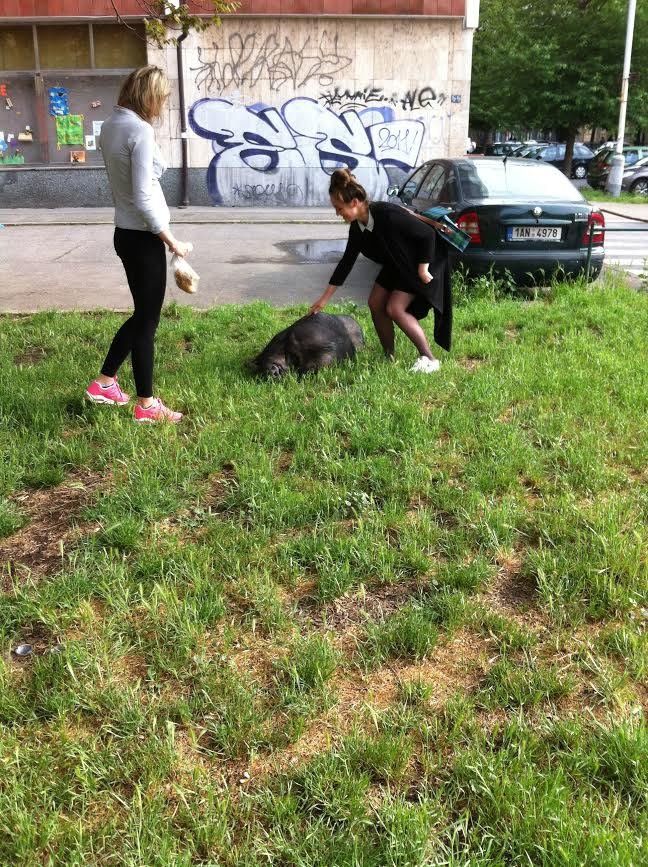 V Holešovicích můžete potkat miniprasátko Hektora.