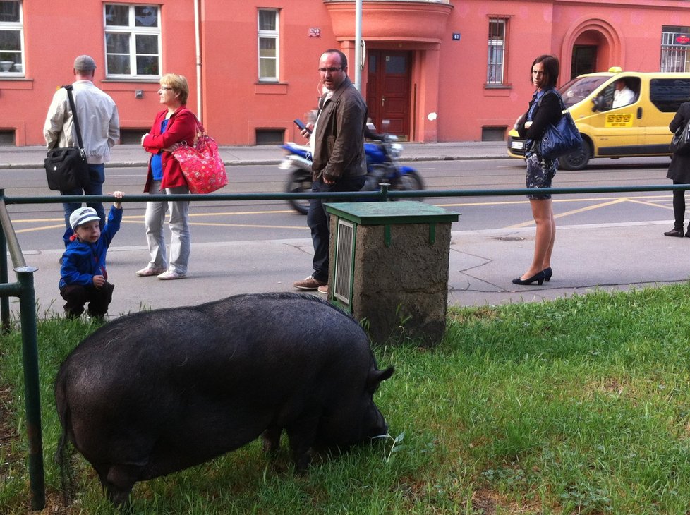 Holešovická celebrita Hektor s majitelkou