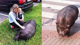 Veronika chodil Hektora každý den venčit kousek od tramvajové zastávky Maniny.