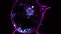 Geneticky upravené HeLa buňky, které produkují fluorescenčně zbarvený protein. HeLa buňky byly (bez souhlasu dárkyně) získány v roce 1951 z nádoru děložního hrdla Henrietty Lacks, které se stal nádor osudný. Od té doby se používají ve výzkumu po celém světě. Fluorescenční protein se v buňce nachází na plazmatické membráně ohraničující buňku a dále na endoplasmatickém retikulu (vlákna uvnitř a oválný “prstenec” kolem jádra), buněčné organely podílející se na syntéze proteinů, metabolismu tuků i rozkladu škodlivin. Nejsilnější signál pak pochází z váčků uvnitř buňky (lysozomy), ve kterých je protein recyklován a degradován.