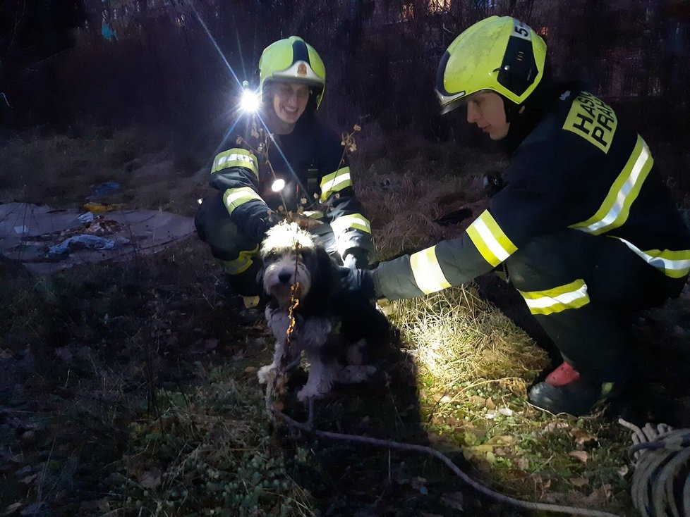 Občas se nějaký pes ztratí, třeba tenhle spadl do blízké šachty a zůstal v ní několik dní, než pomohli hasiči a veterinární záchranka Pet-Medic Praha.