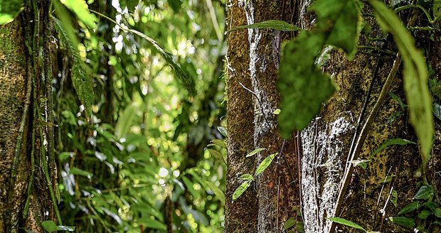 Helena Houdová skupuje stromy na Sumatře.