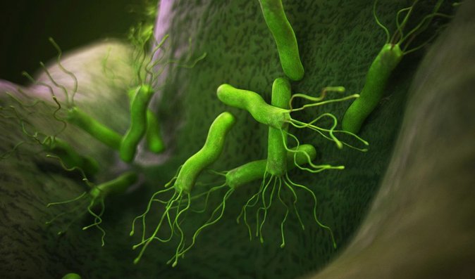 Helicobacter pylori: Nebezpečná bakterie, kterou má téměř polovina lidí