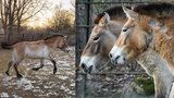 Krásky Helmi a Hanna dorazily do pražské zoo: Klisny koně Převalského mohou brzy brázdit mongolské stepi