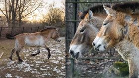 Krásky Helmi a Hanna dorazily do pražské zoo: Klisny koně Převalského mohou brzy brázdit mongolské stepi