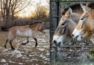 Klisny Helmi a Hanna dorazily do pražské zoo z Finska.