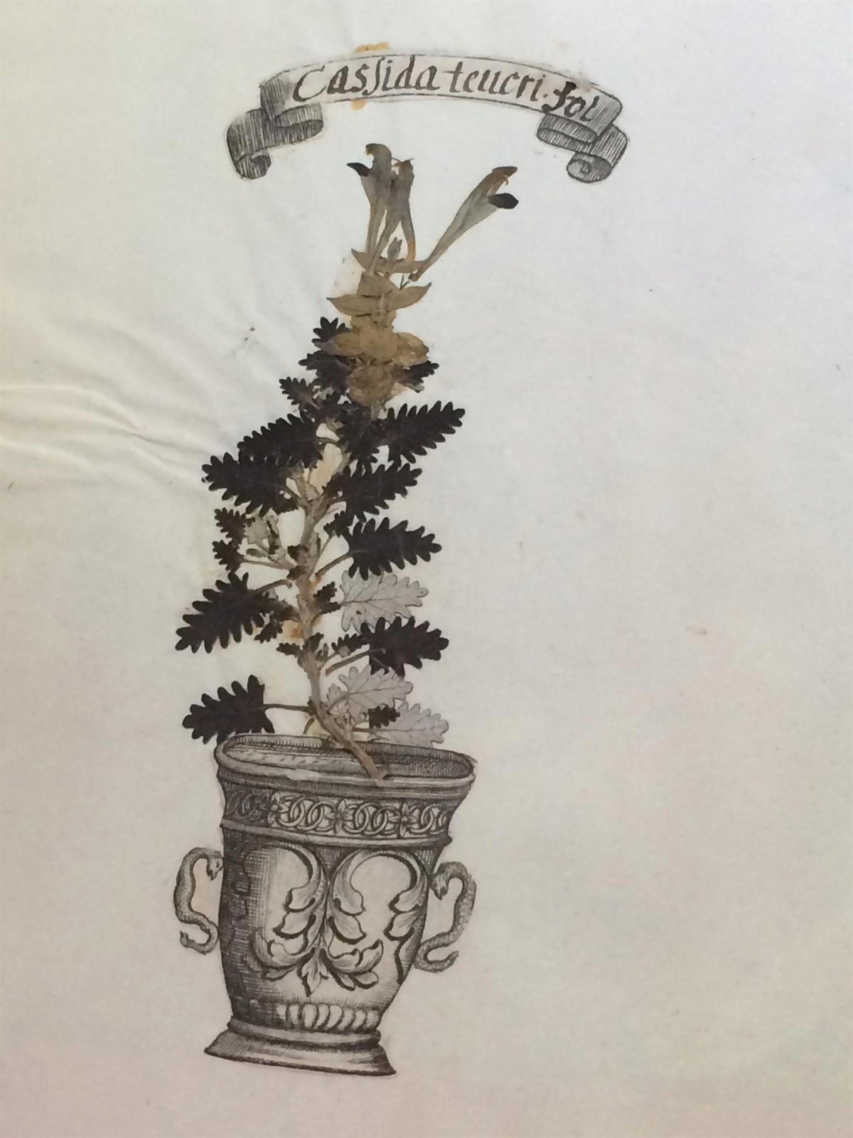 Herbářová položka s rostlinou šišák východní z konce 18. století.