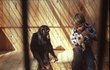 Velkou roli dostalo orangutaní batole z ústecké zoo. Ve filmu Marie Poledňákové z roku 1989 se opičák jmenoval Ámos a vážil sotva pět kilo. Dnes má 140 kilo.