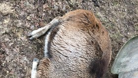 Tragédie v Oboře Heřmanice: Smečka vlků tam roztrhala dvě daňčí a mufloní samice!