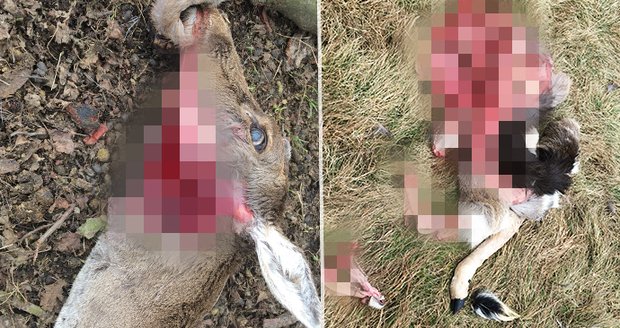 Tragédie v Oboře Heřmanice: Smečka vlků tam roztrhala dvě daňčí a mufloní samice!